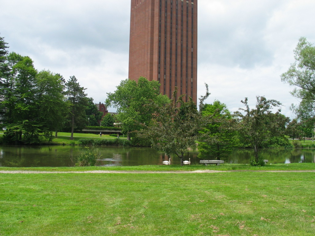 pond with swans