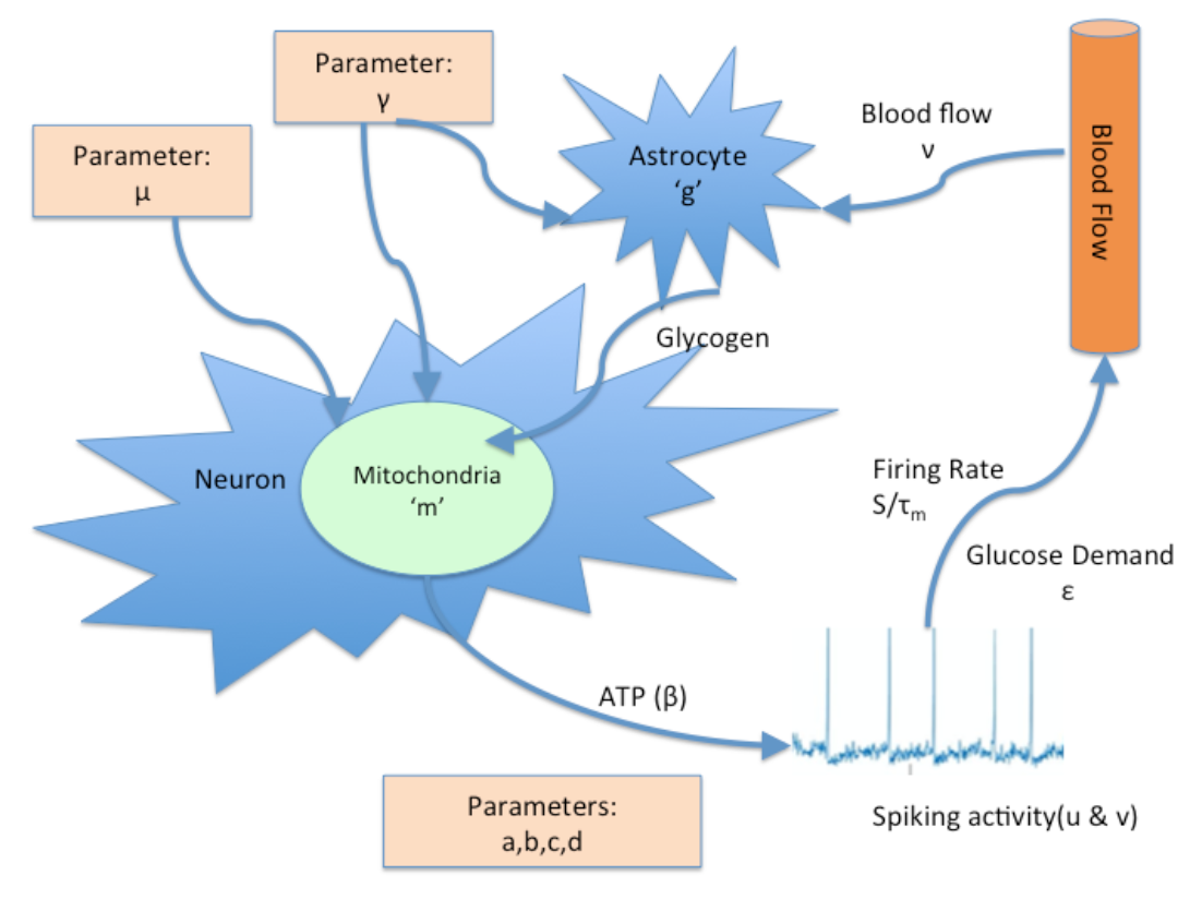 Schematic Diagram of Single Capillary-Astrocyte-Neuron Unit